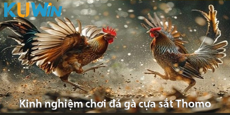 Khám phá luật chơi và các kinh nghiệm đá gà cựa sắt Thomo 2025